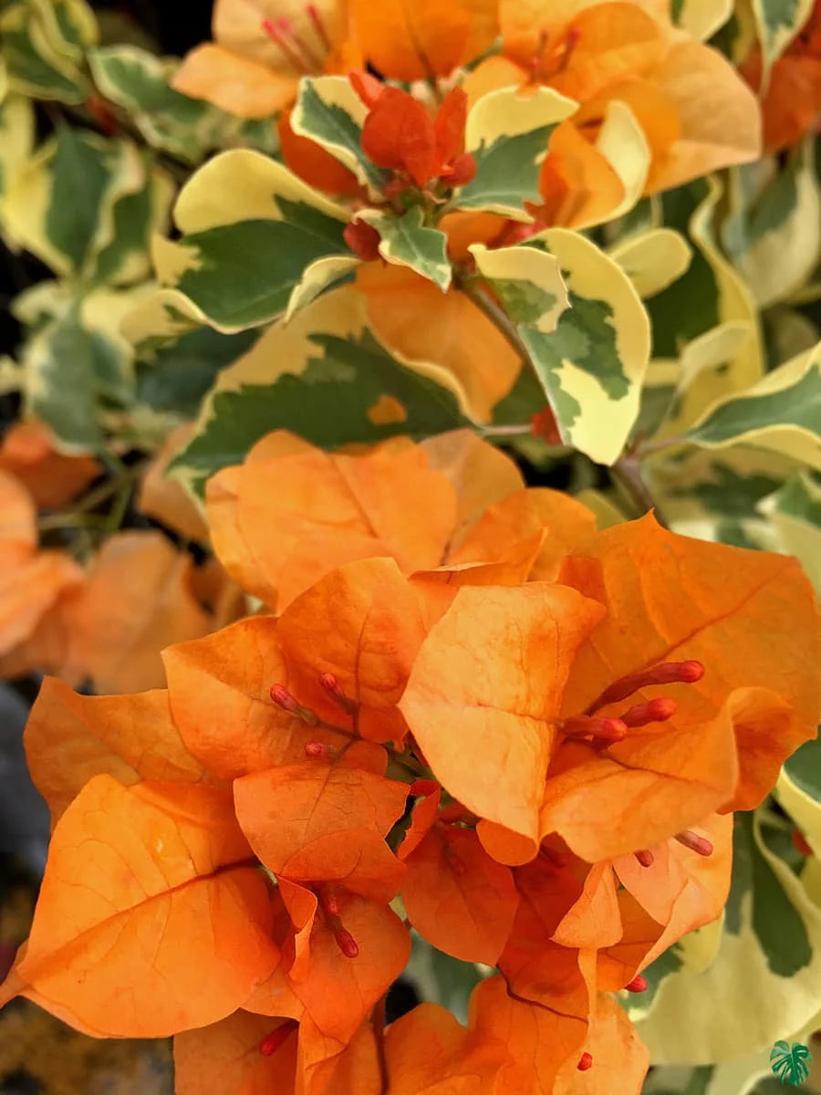 Bougainvillea Orange Ice Flower Seeds for Planting - Heirloom and Non-GMO Garden Seeds - Orange for planting in home garden