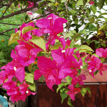 Pink Bougainvillea Plant Seeds for Planting â€“ NON GMO Seeds