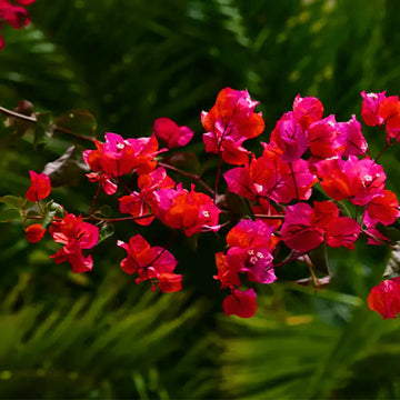Buganvilla Flower Seeds for Planting - NON GMO Seeds