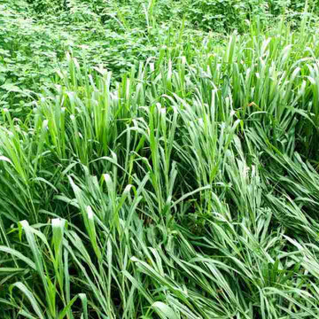 Blue Buffalo Grass Seeds (Bouteloua dactyloides) - Drought-Tolerant, Low-Maintenance Lawn Grass