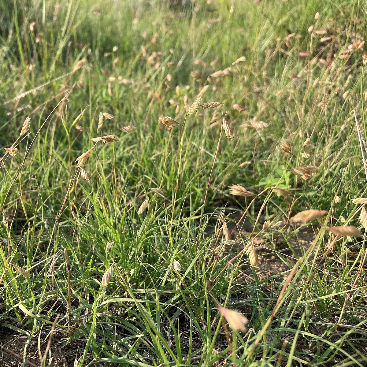 Prairie Buffalo Grass (Bouteloua gracilis) – Drought-Tolerant, Low-Maintenance Lawn Seed