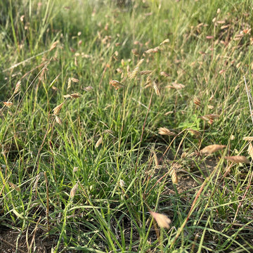 Prairie Buffalo Grass (Bouteloua gracilis) – Drought-Tolerant, Low-Maintenance Lawn Seed