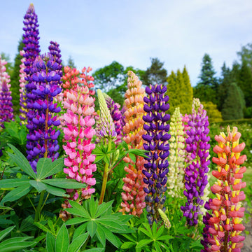 Lupine Flower Seeds for Planting, Heirloom, Non-GMO, 100 pcs