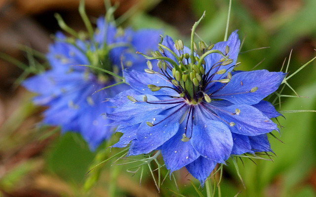 Blue Nigella Jekyll Flower Seeds for Planting - 100 pcs seeds for planting in home garden