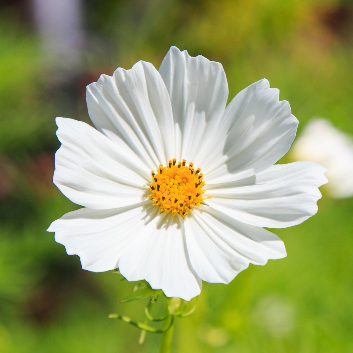 White Cosmos Flower Seeds for Planting â€“ Non-GMO, Heirloom, Vibrant Garden Blooms for planting in home garden