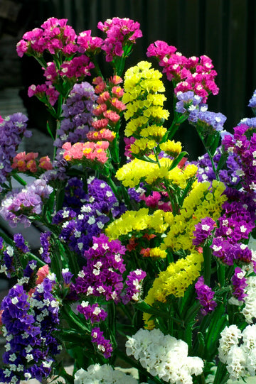 Heirloom Statice Seeds – Non-GMO Flower Seeds for Planting