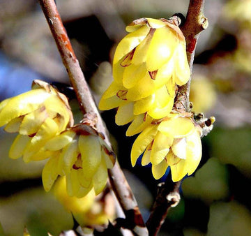 Yellow Chimonanthus Flower Seeds for Planting, NON GMO Seeds