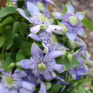 Heirloom Non-GMO Light Blue Clematis Flower Seeds for Planting – Vibrant Climbing Vine Seeds