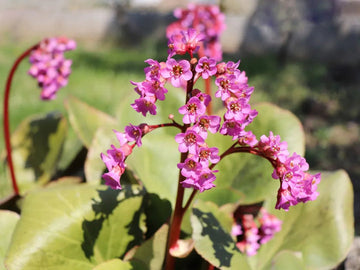Organic Pink Bergenia Flower Seeds for Planting – Heirloom, Non-GMO