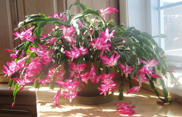 Heirloom Non-GMO Schlumbergera Flower Seeds | Rosy Christmas Cactus Blooms for Indoor Pots