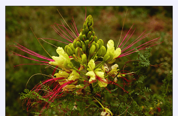 Caesalpinia Gilliesii Flower Seeds â€“ Heirloom, Non-GMO Seeds for Planting Exotic Blooms