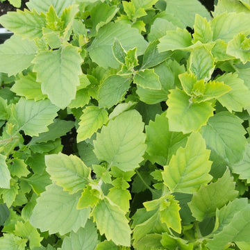 Green Calamintha Herb Plant Seeds for Planting-Garden and Kitchen Use – Fresh Herb for Your Garden