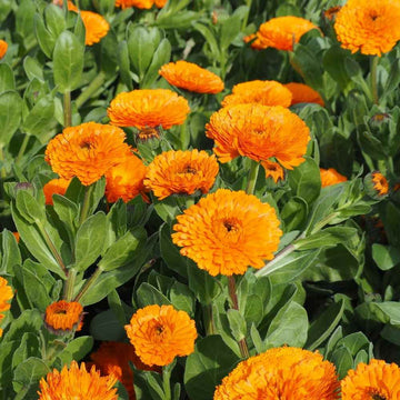 Calendula Marigold Flower Seeds, Heirloom, Non-GMO Seeds for Bright Home Garden Blooms