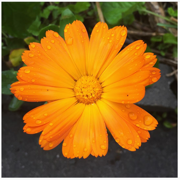 Heirloom Non-GMO Autumn Sowing Flower Seeds for Planting – Cool Season Hardy Garden Blooms