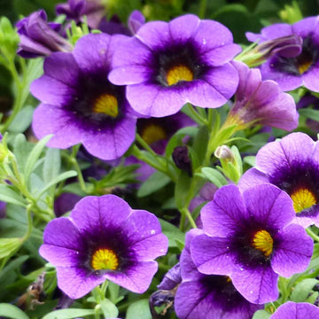 Heirloom Purple Calibrachoa Flower Seeds for Planting â€“ Non-GMO, Vibrant Blooming Flower Seeds