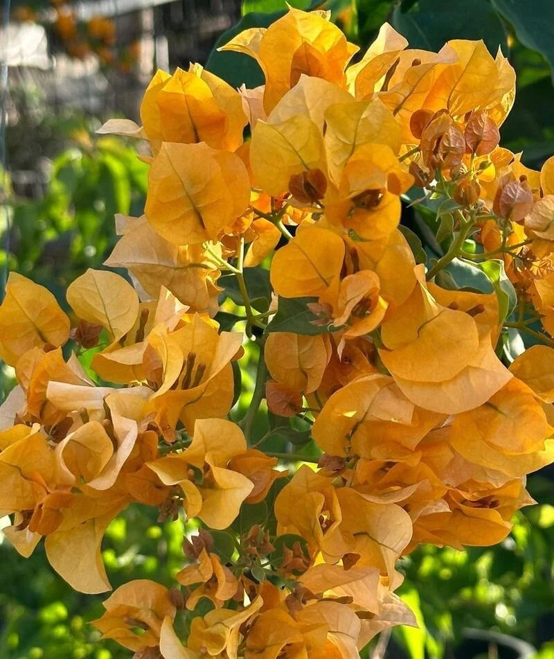 California Gold Bougainvillea Flower Seeds for Planting - Heirloom and Non-GMO Garden Seeds - Gold for planting in home garden