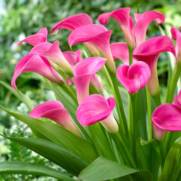 Heirloom Non-GMO Pink Zantedeschia Calla Lily Flower Seeds for Planting – Garden Blooms
