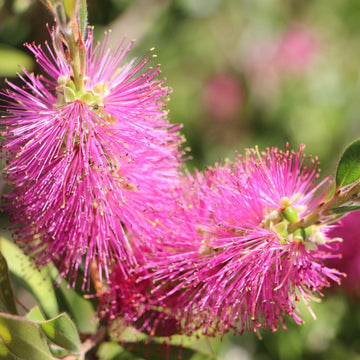 Organic Heirloom Non-GMO Pink Bottle Brush Flower Seeds for Planting – Vibrant Blooms