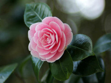 Heirloom Non-GMO Japanese Camellia Flower Seeds for Planting – Elegant Ornamental Garden Blooms