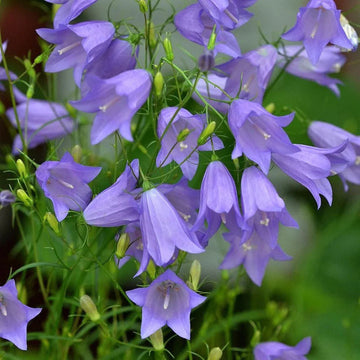 Heirloom Harebell Flower Seeds for Planting, Non-GMO