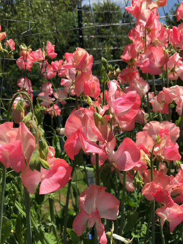 Sweet Pea Candyfloss Flower Seeds for Planting â€“ Fragrant Climbing Blooms, Heirloom & Non-GMO