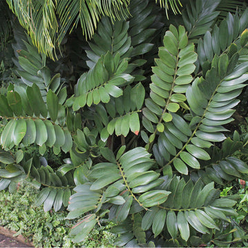 Green Zamia Furfuracea Plant Seeds for Planting - Heirloom and Non-GMO Garden Seeds
