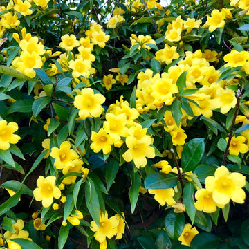 Carolina Yellow Jasmine Perennial Vine Seeds for Planting NON GMO Seeds