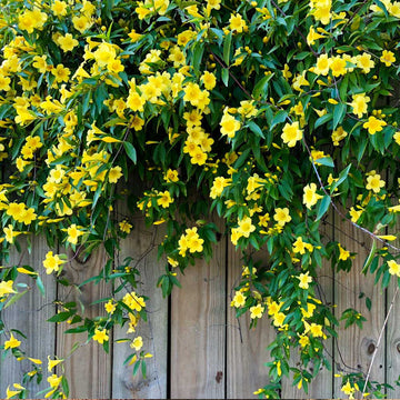 Carolina Yellow Jasmine Perennial Vine Seeds for Planting NON GMO Seeds
