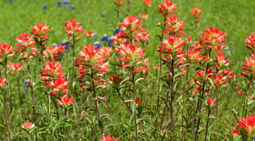 Heirloom Non-GMO Castilleja Indivisa Flower Seeds for Planting – Native Wildflower Blooming Seeds