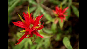 Red Castilleja Flower Seeds for Planting - 100 pcs