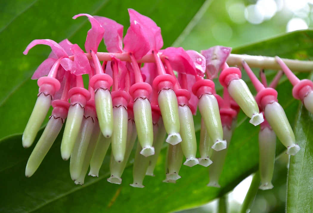 Heirloom Non-GMO Cavendishia Grandifolia Flower Seeds for Planting – Rare Tropical Garden Blooms - Non-GMO for planting in home garden