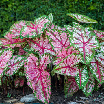 Caladium Bicolor Seeds