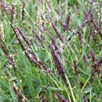 Zoysia Japonica Grass Seed