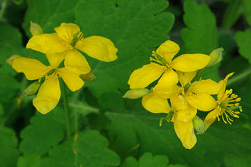 Yellow Chelidonium Flower Seeds for Planting â€“ NON GMO Seeds