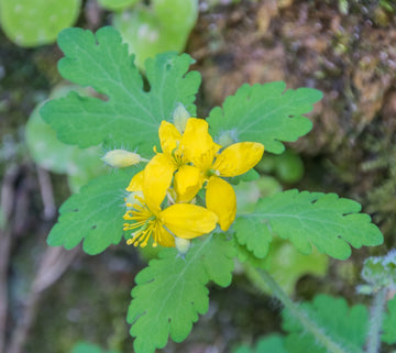 Yellow Chelidonium Flower Seeds for Planting â€“ NON GMO Seeds