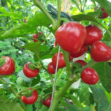 Chili Tomato Seeds for Planting - 100 Pcs pcs