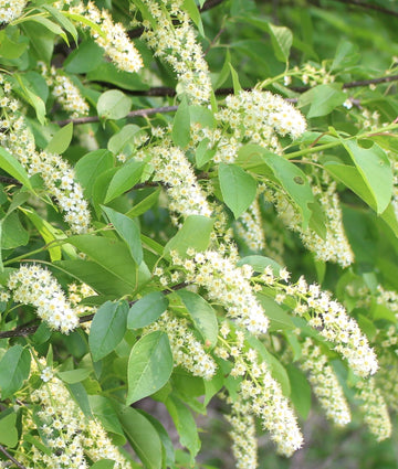Heirloom Non-GMO Verbena Chokecherry Flower Seeds for Planting – Pollinator-Friendly Blooms