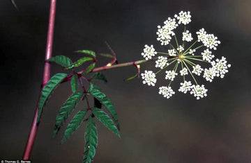 Heirloom Non-GMO Cicuta Maculata Flower Seeds for Planting – Unique Wetland Wildflower Blooms
