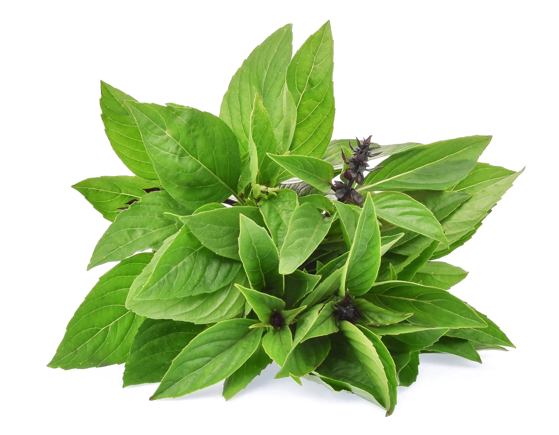 Cinnamon Basil Plant Seeds for Planting –Fresh Culinary Delight-Heirloom & Non-GMO Seeds for planting Scientific Name Placeholder for planting in home garden
