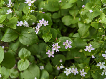 White Claytonia sibirica – Non-GMO Heirloom Flower Seeds for Planting