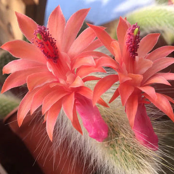 Cleistocactus Colademononis Flower Planting Seeds for Garden NON GMO Seeds