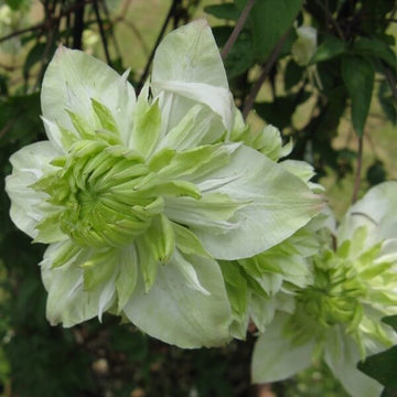 Light Green Clematis Flower Seeds – Heirloom Non-GMO Climbing Blooms for Garden Fences and Arbors