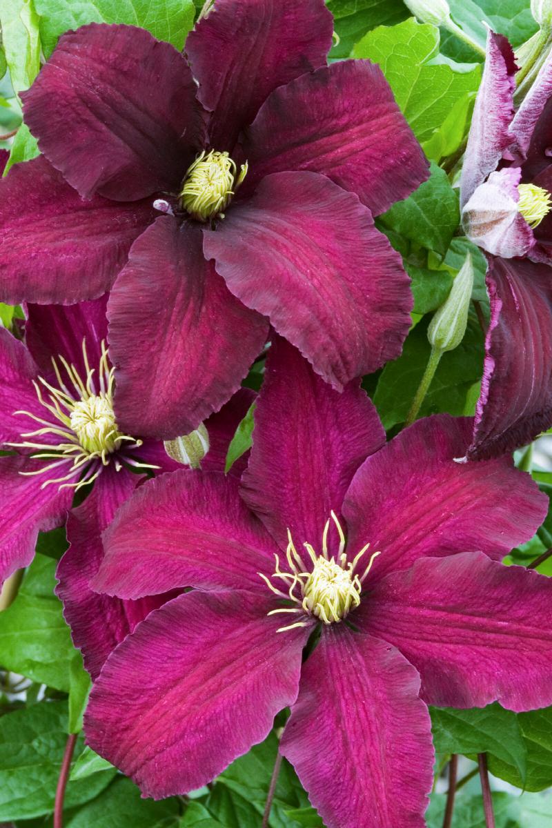 Heirloom Non-GMO Brown Clematis Flower Seeds for Planting – Climbing Vine Garden Seeds - Non-GMO for planting in home garden