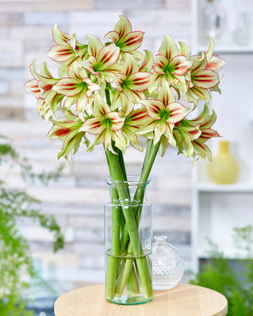 Heirloom Non-GMO Hippeastrum Rutilum Flower Seeds – Vibrant Perennial Bulb Blooms