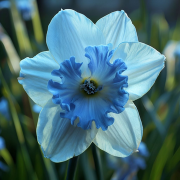 Skyblue Daffodil Flower Seeds for Planting – Heirloom, Non-GMO, Vibrant Blooms