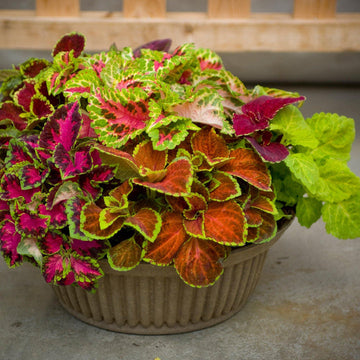 Fresh Fairway Mix Coleus Flower Seeds for Planting - Beautiful Blooms, Heirloom seeds