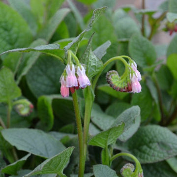 Heirloom Non-GMO Pink Symphytum Flower Seeds for Medicinal and Cottage Garden Planting