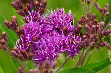 Heirloom Non-GMO Vernonia Anthelmintica Flower Seeds for Planting – Medicinal Wildflower Seeds