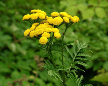 Heirloom Tansy Flower Seeds – Non-GMO Seeds for Medicinal and Ornamental Garden Planting