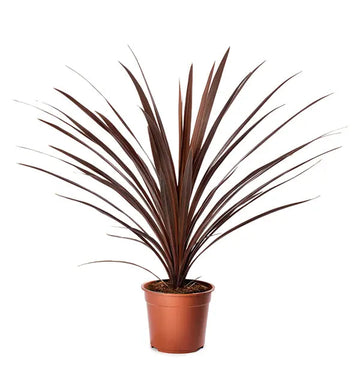 Heirloom Cordyline Australis Plant Seeds, Non-GMO Tropical Foliage for Decorative Garden Planting